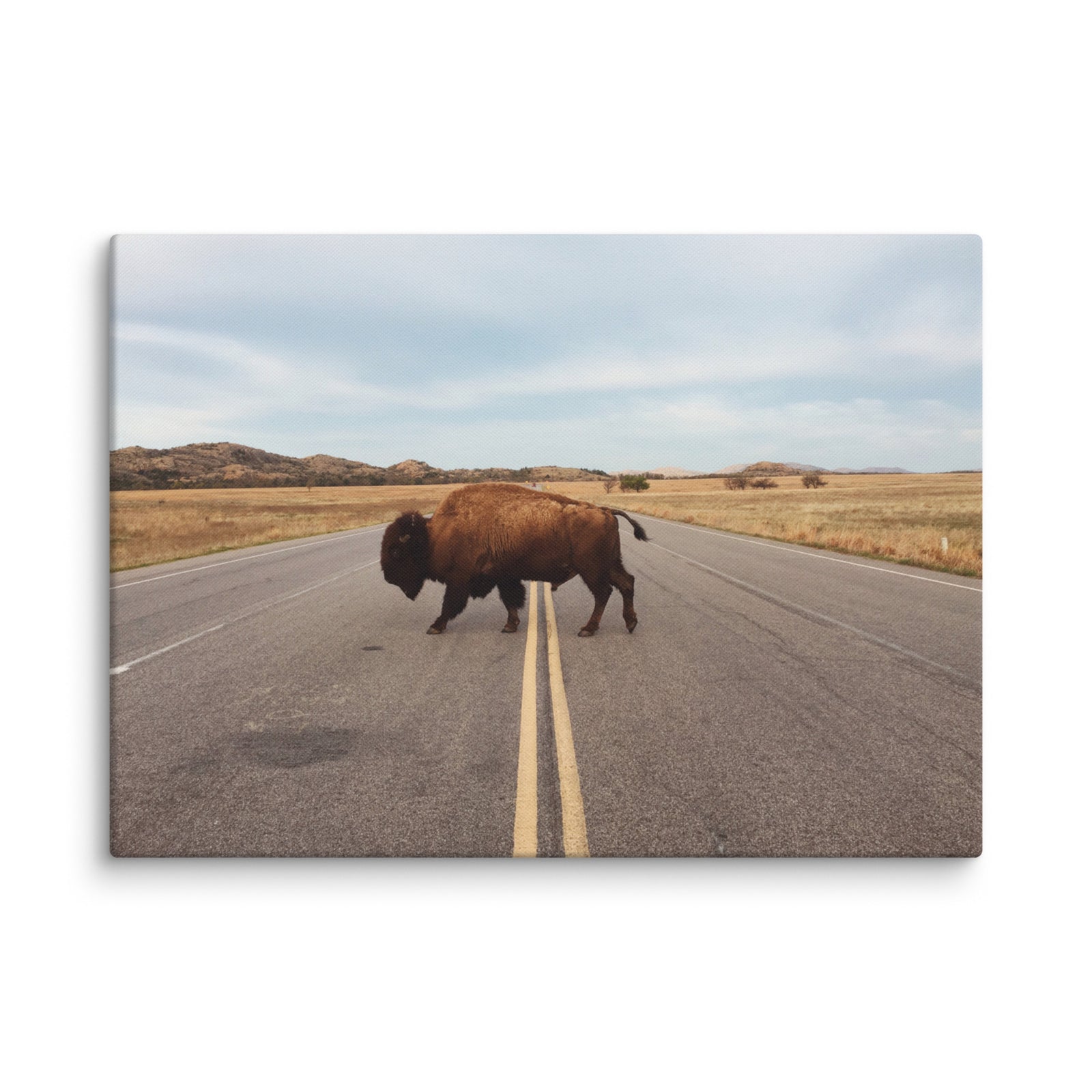 Bison Crossing Gallery Wrapped Canvas