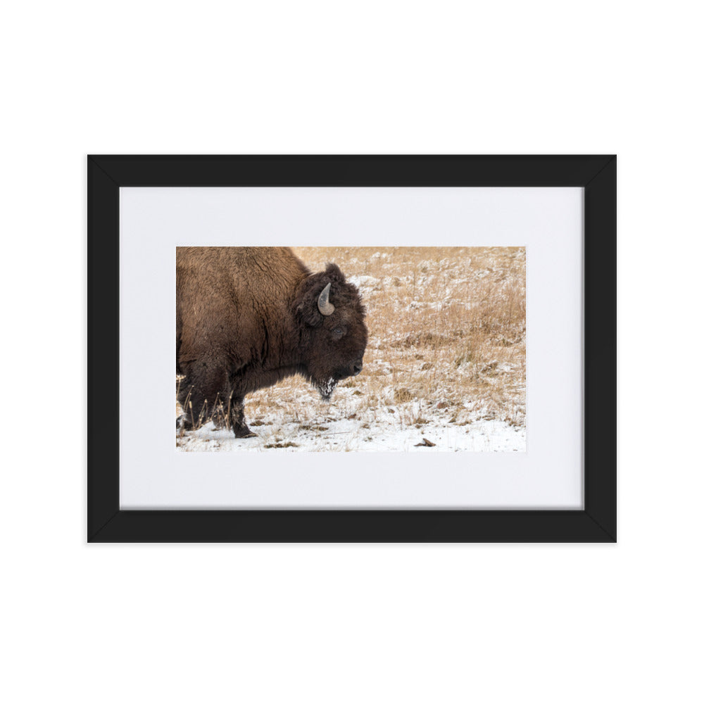 Bull Bison in Snow Framed Art Print With Mat