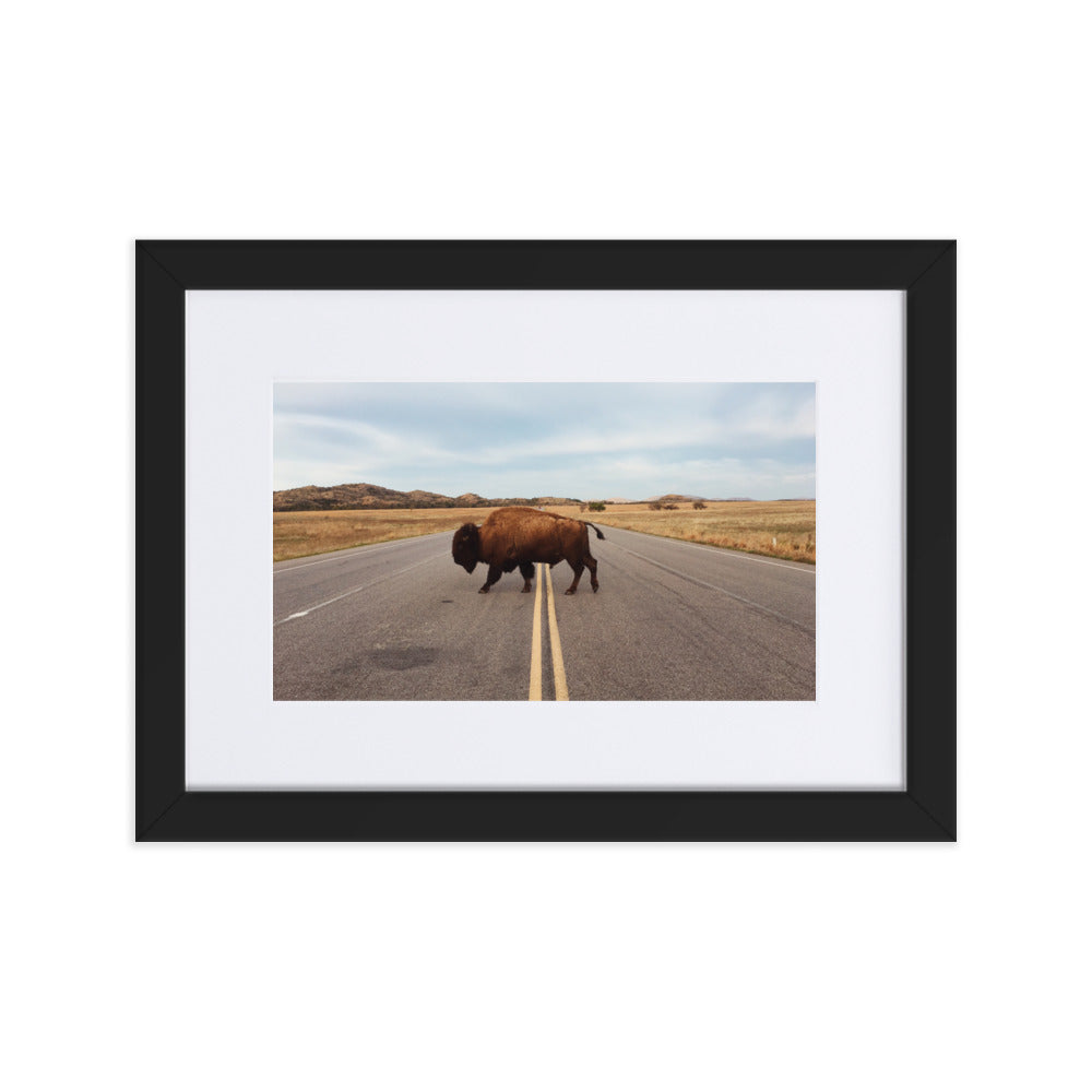 Bison Crossing Framed Art Print With Mat