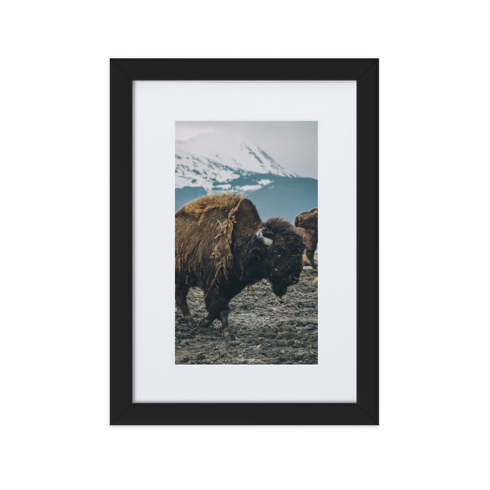 Mountain Bull Bison Wildlife Framed Art Print With Mat