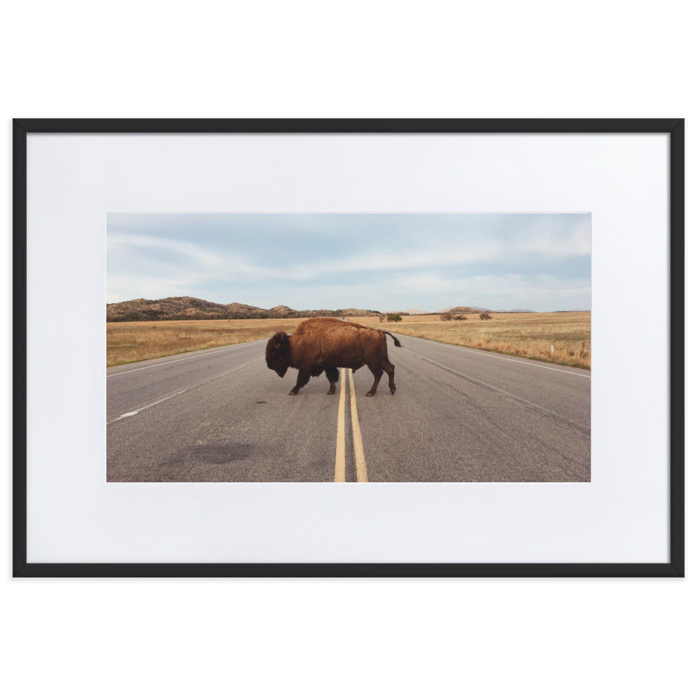 Bison Crossing Framed Art Print With Mat