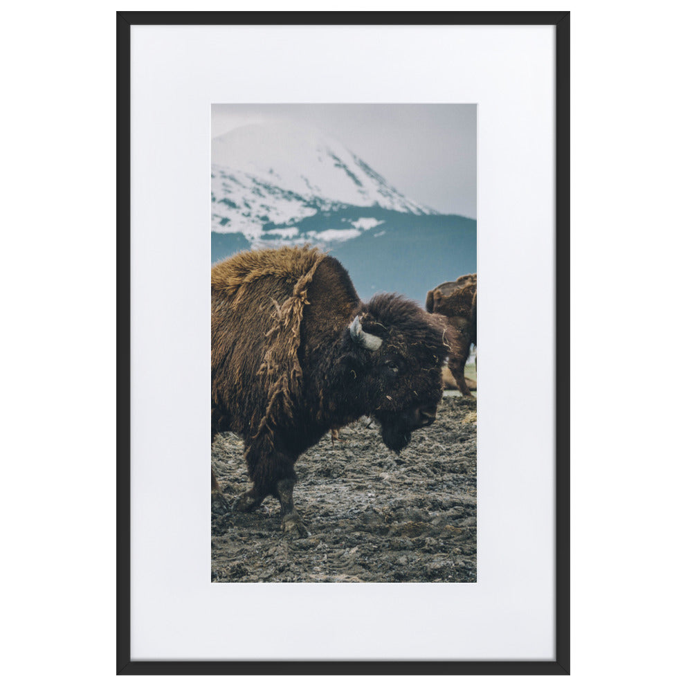 Mountain Bull Bison Wildlife Framed Art Print With Mat
