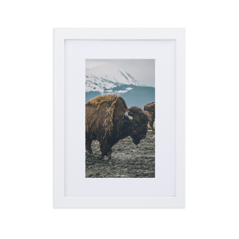 Mountain Bull Bison Wildlife Framed Art Print With Mat