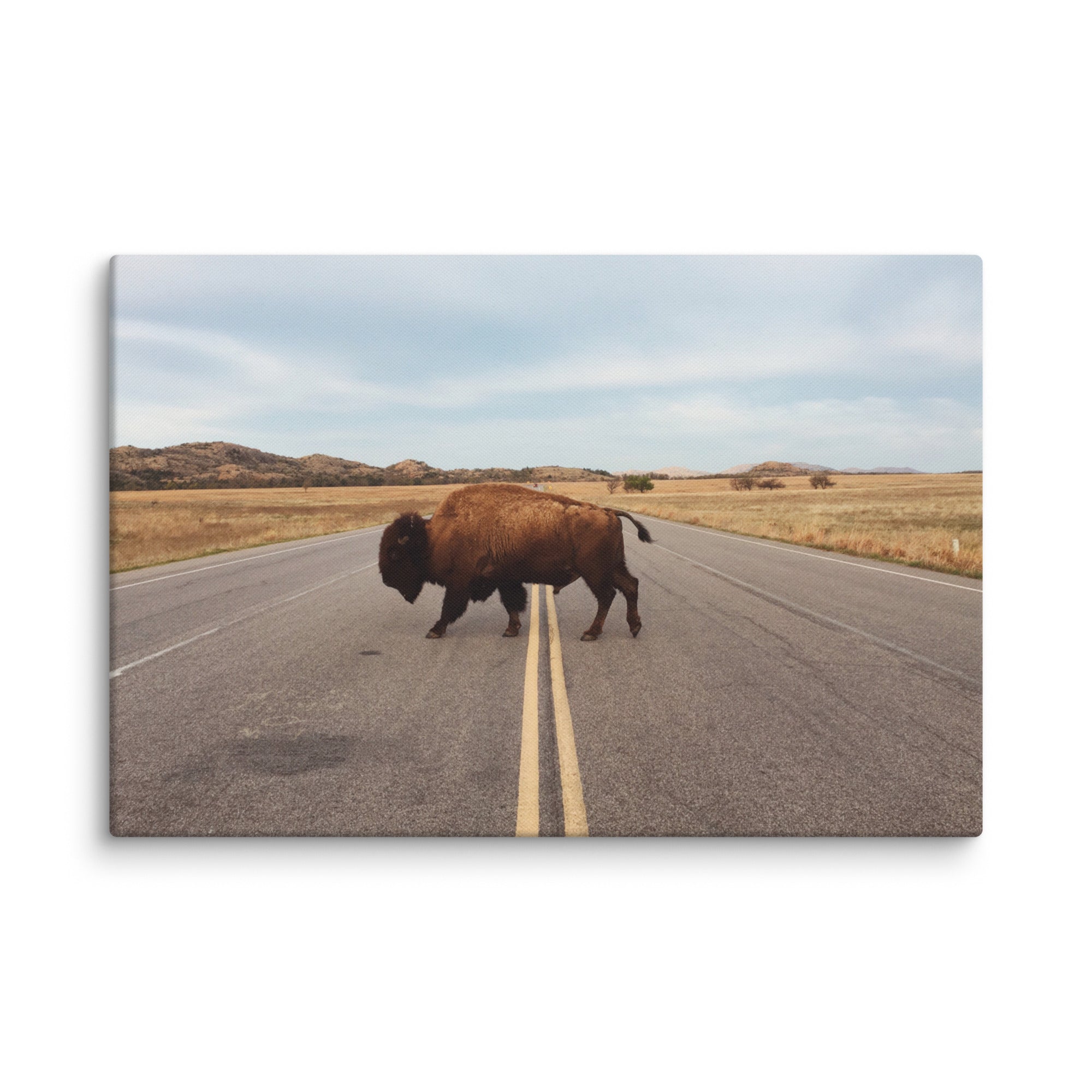 Bison Crossing Gallery Wrapped Canvas