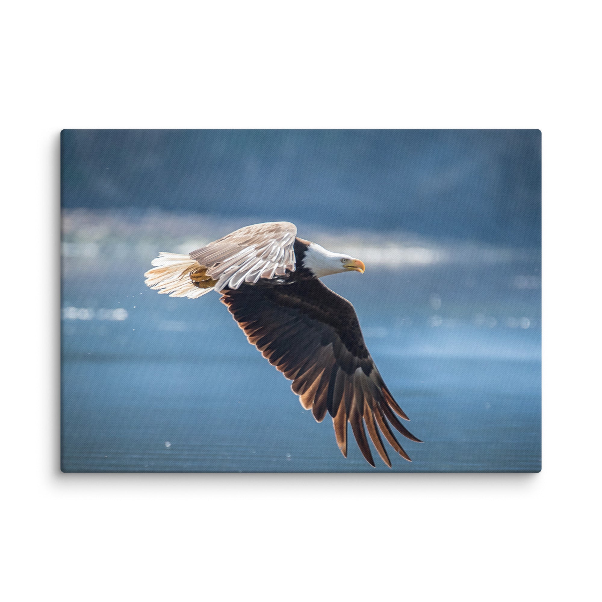 Bald Eagle Fishing Gallery Wrapped Canvas