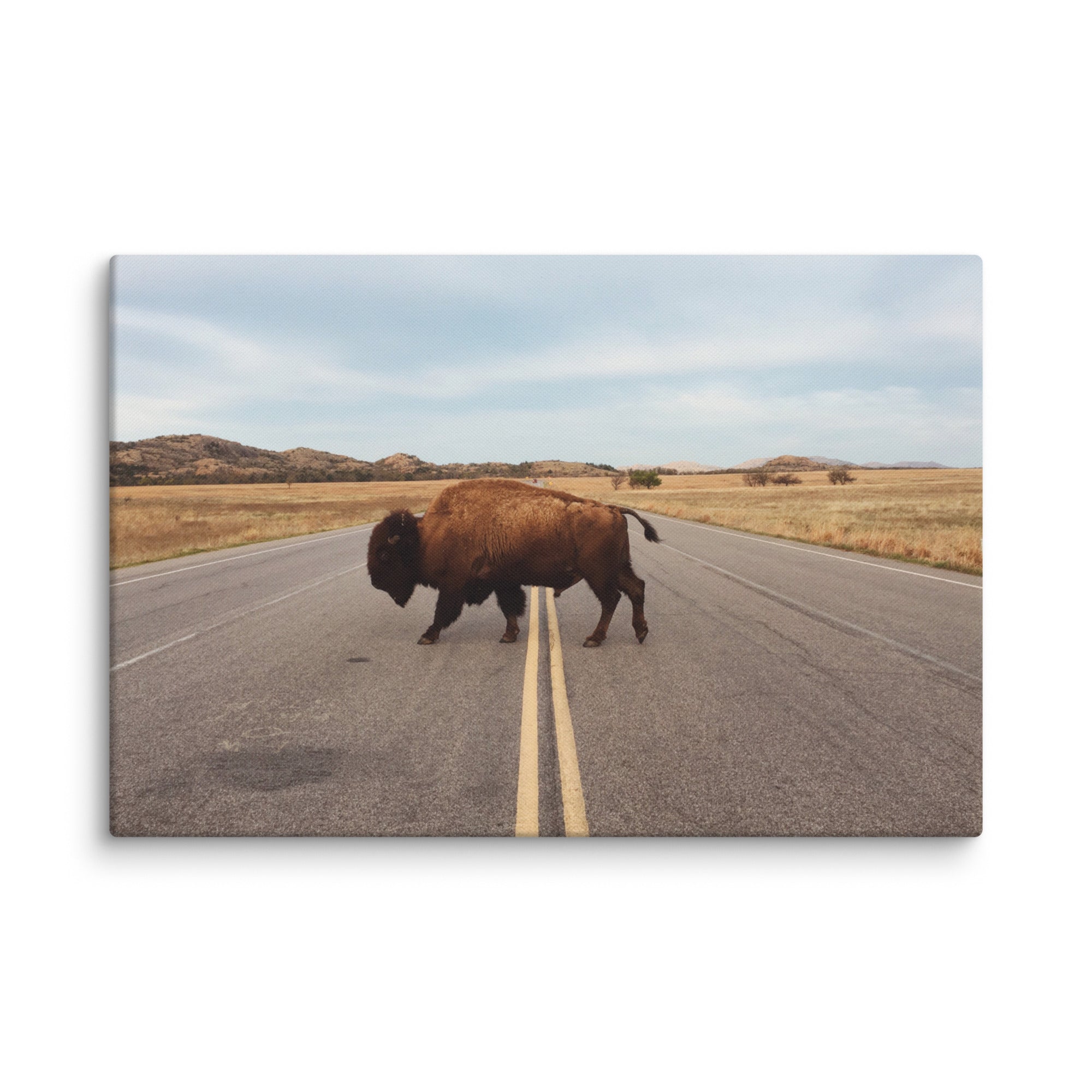 Bison Crossing Gallery Wrapped Canvas