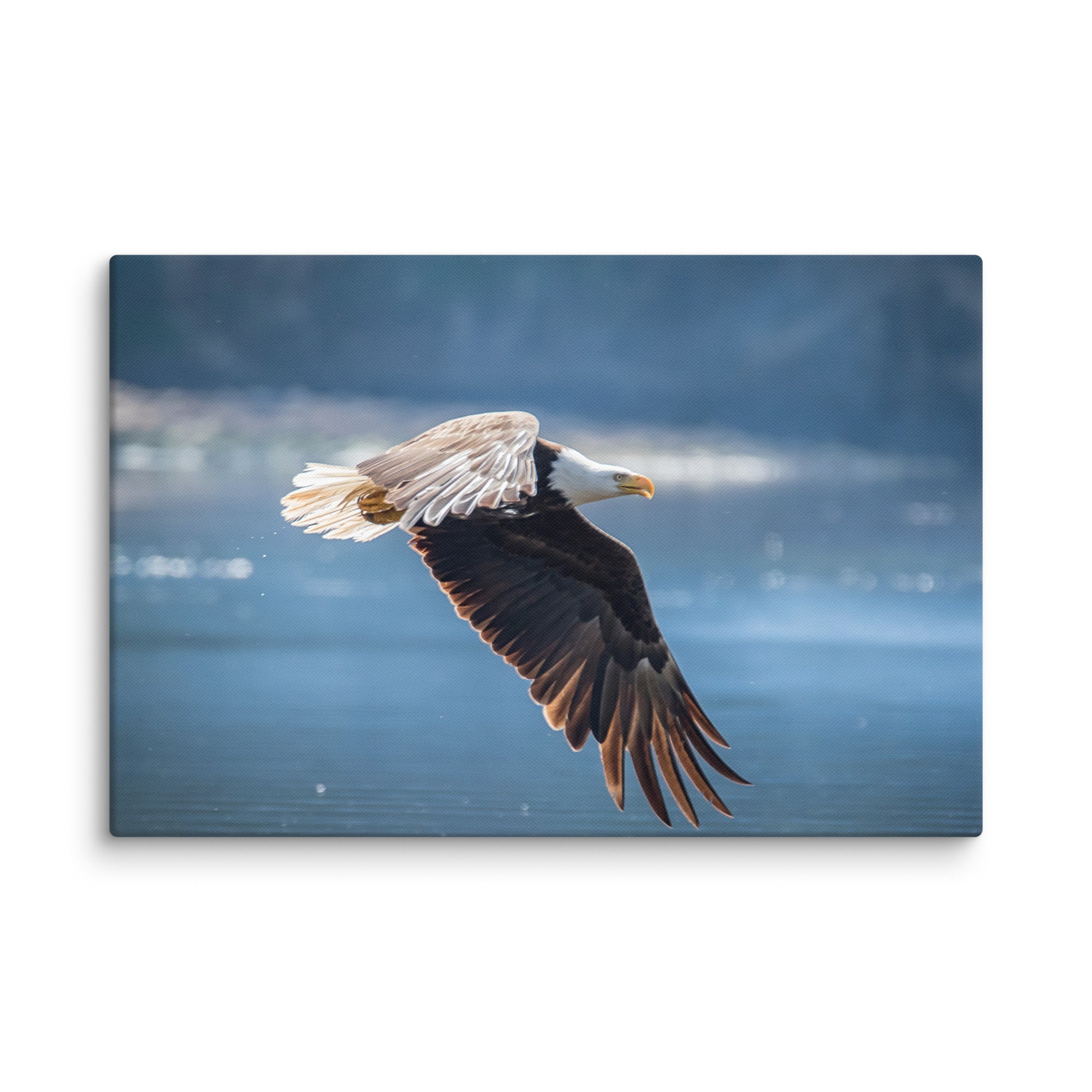 Bald Eagle Fishing Gallery Wrapped Canvas