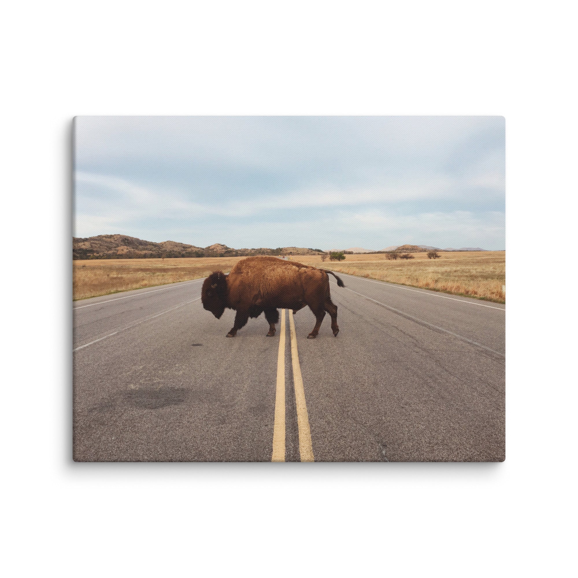 Bison Crossing Gallery Wrapped Canvas