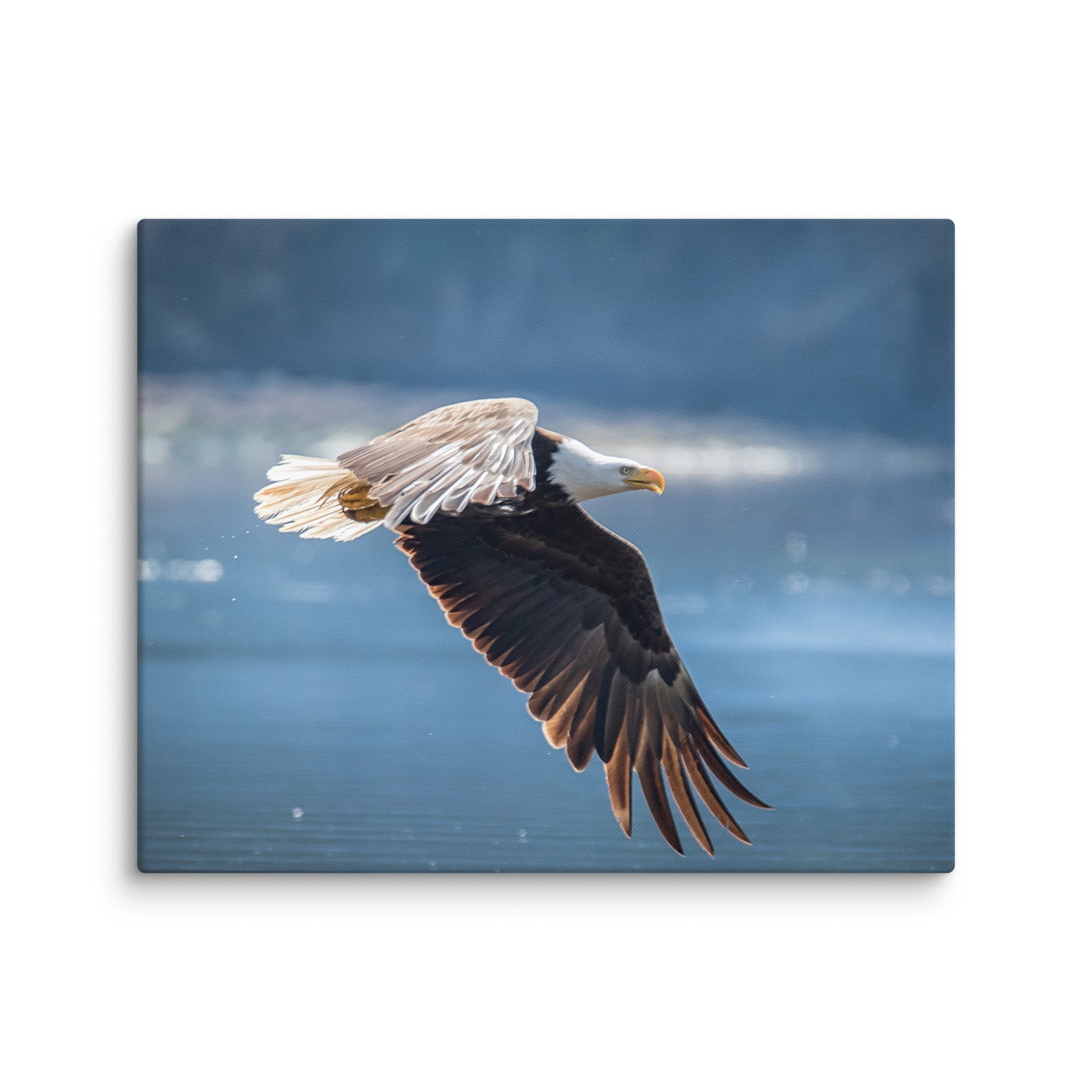 Bald Eagle Fishing Gallery Wrapped Canvas