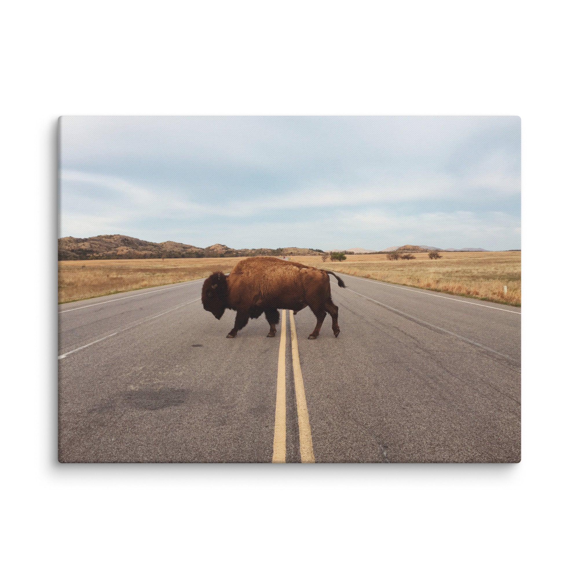 Bison Crossing Gallery Wrapped Canvas