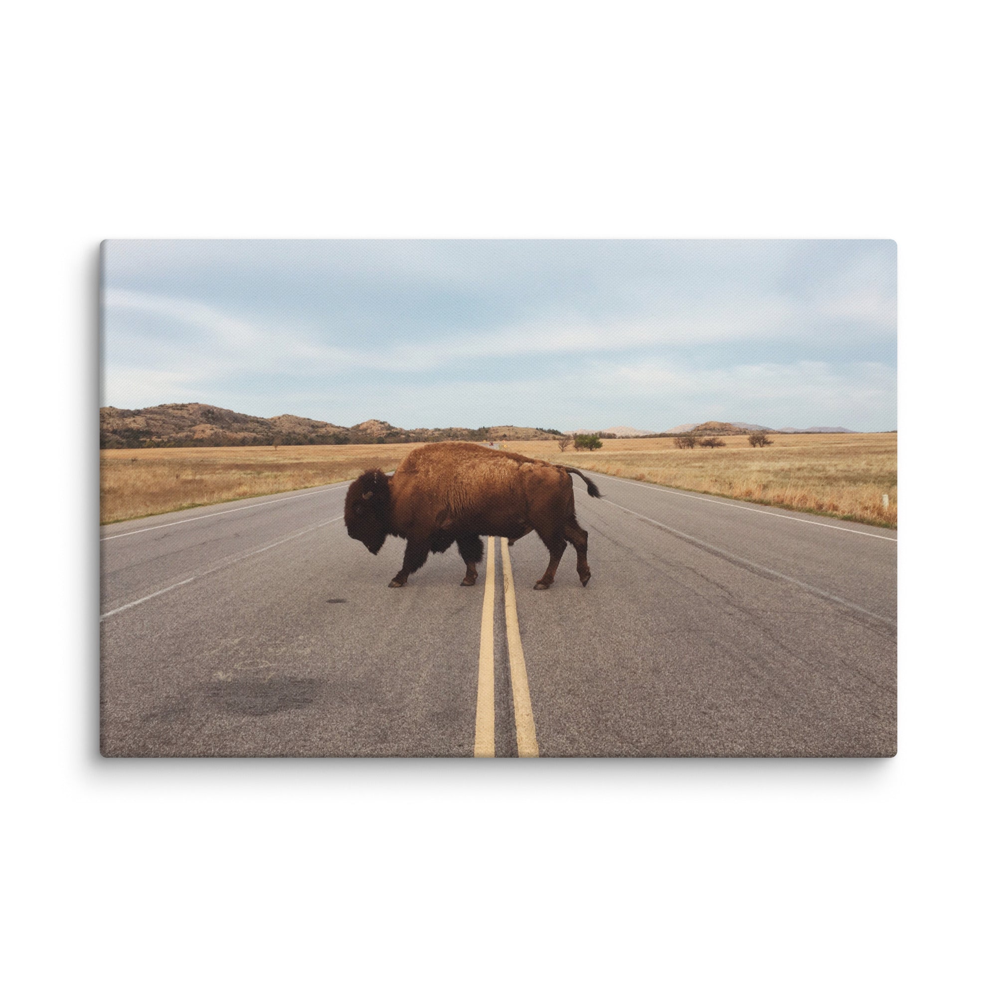 Bison Crossing Gallery Wrapped Canvas