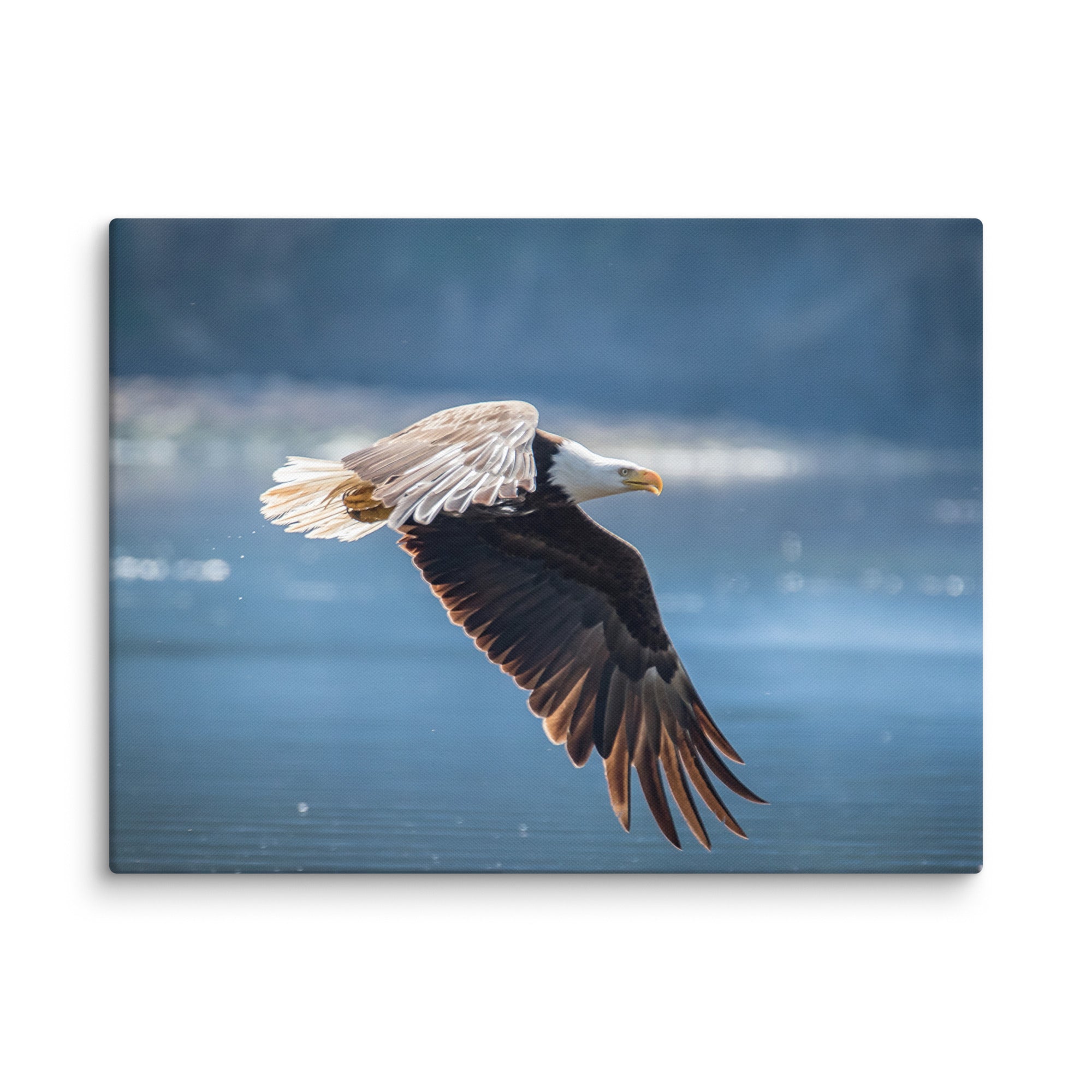 Bald Eagle Fishing Gallery Wrapped Canvas