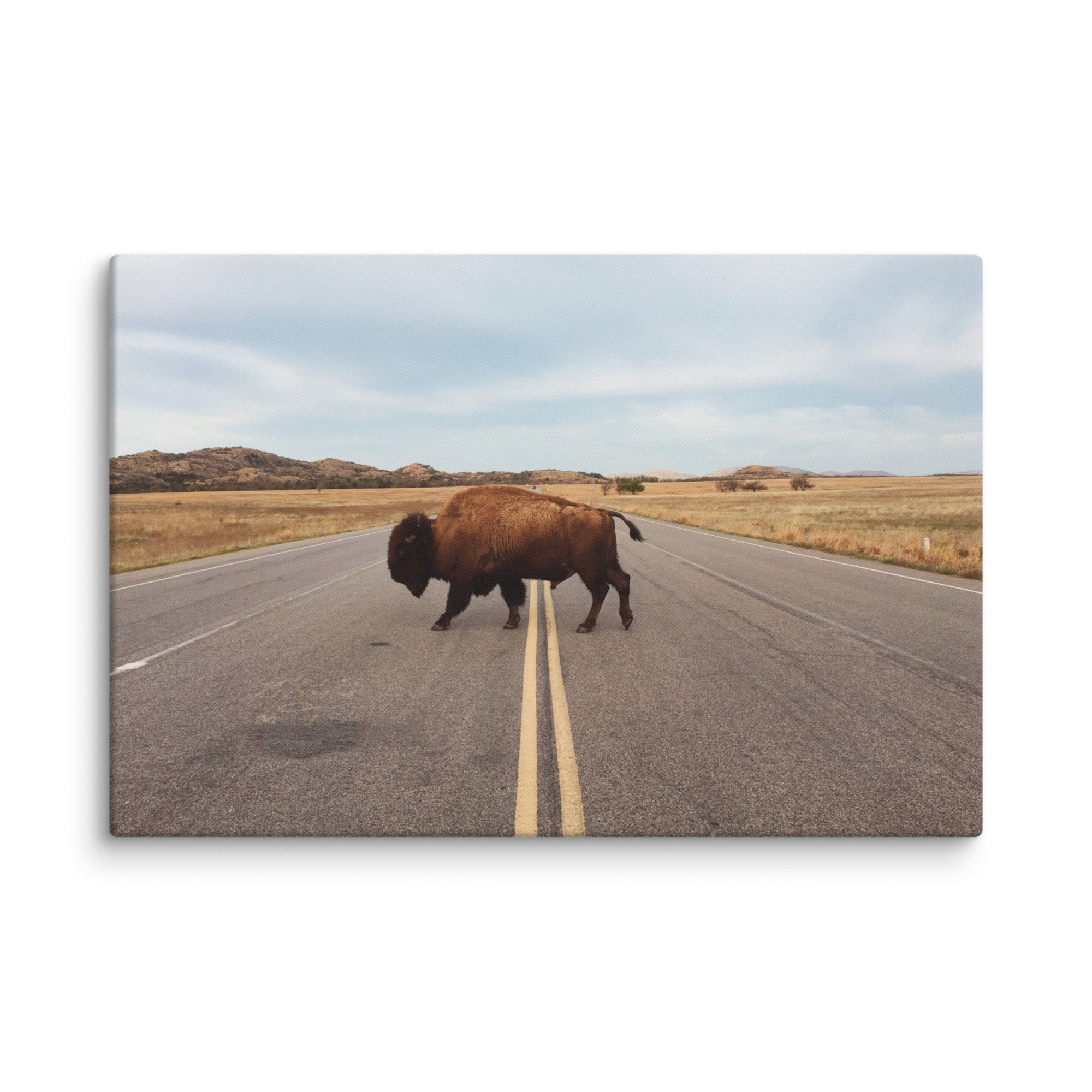 Bison Crossing Gallery Wrapped Canvas