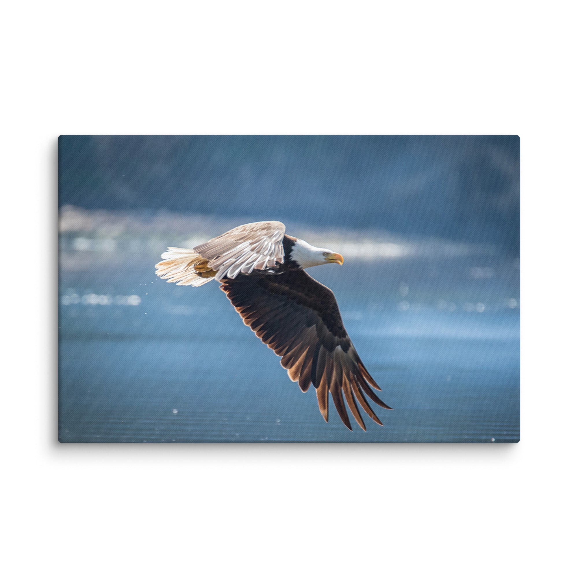 Bald Eagle Fishing Gallery Wrapped Canvas