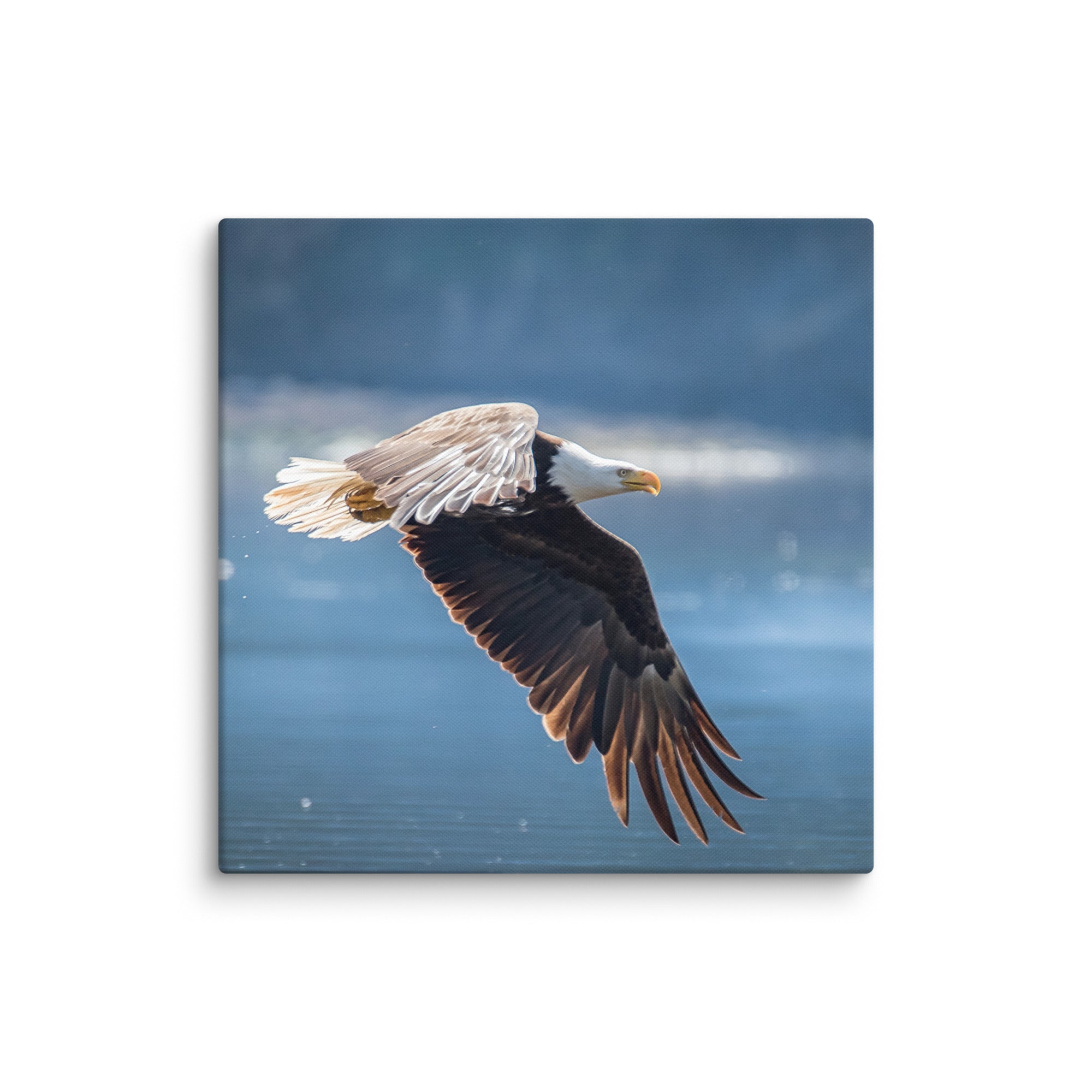 Bald Eagle Fishing Gallery Wrapped Canvas