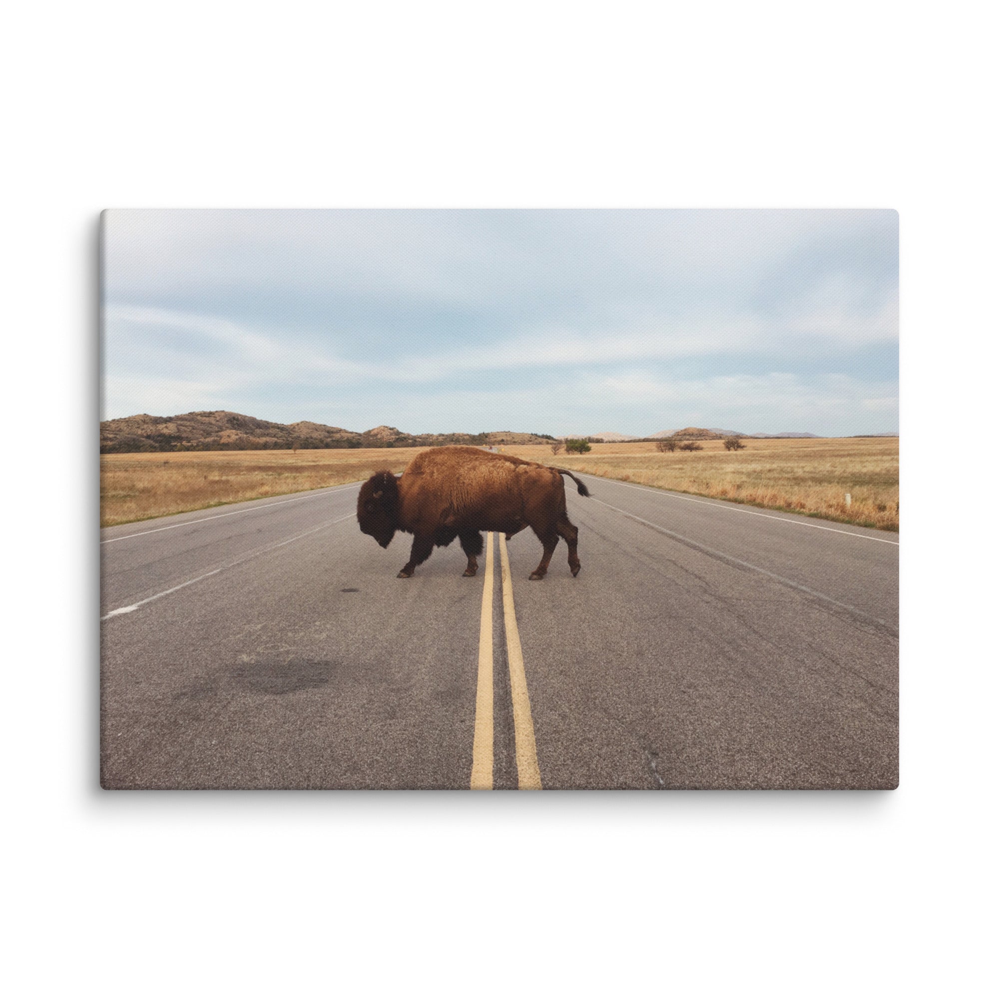 Bison Crossing Gallery Wrapped Canvas