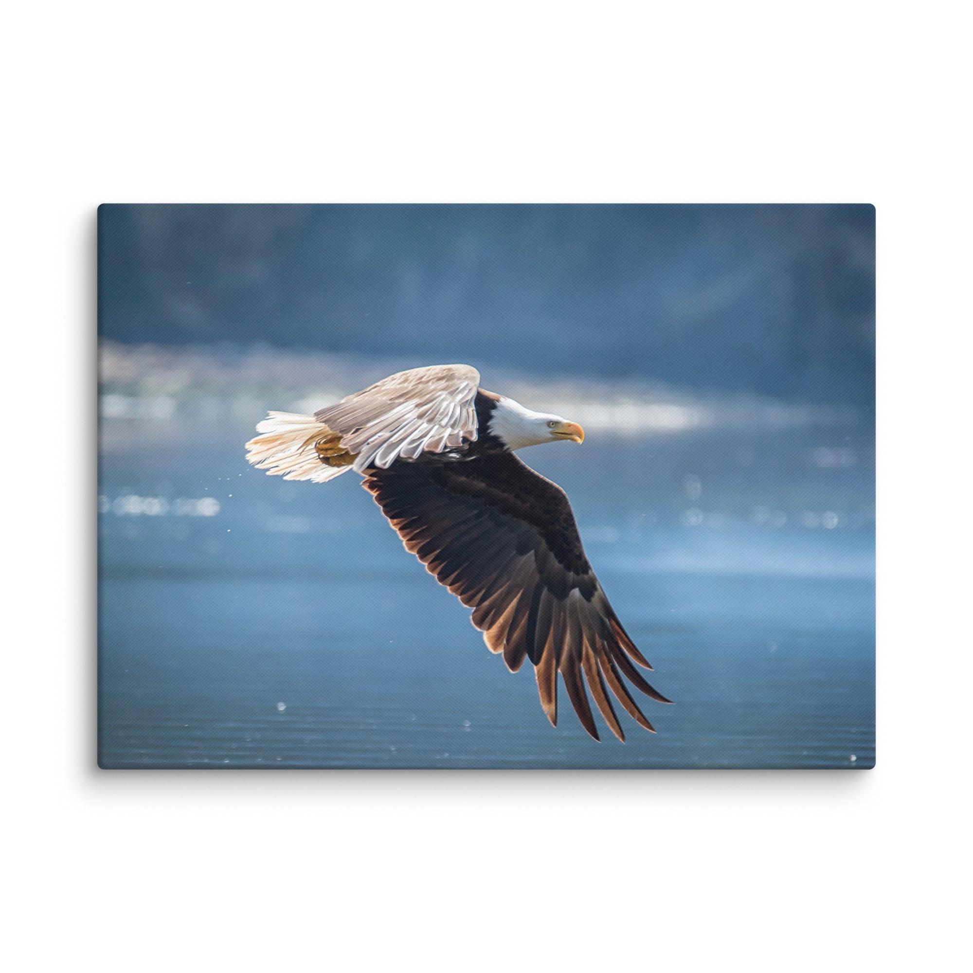 Bald Eagle Fishing Gallery Wrapped Canvas