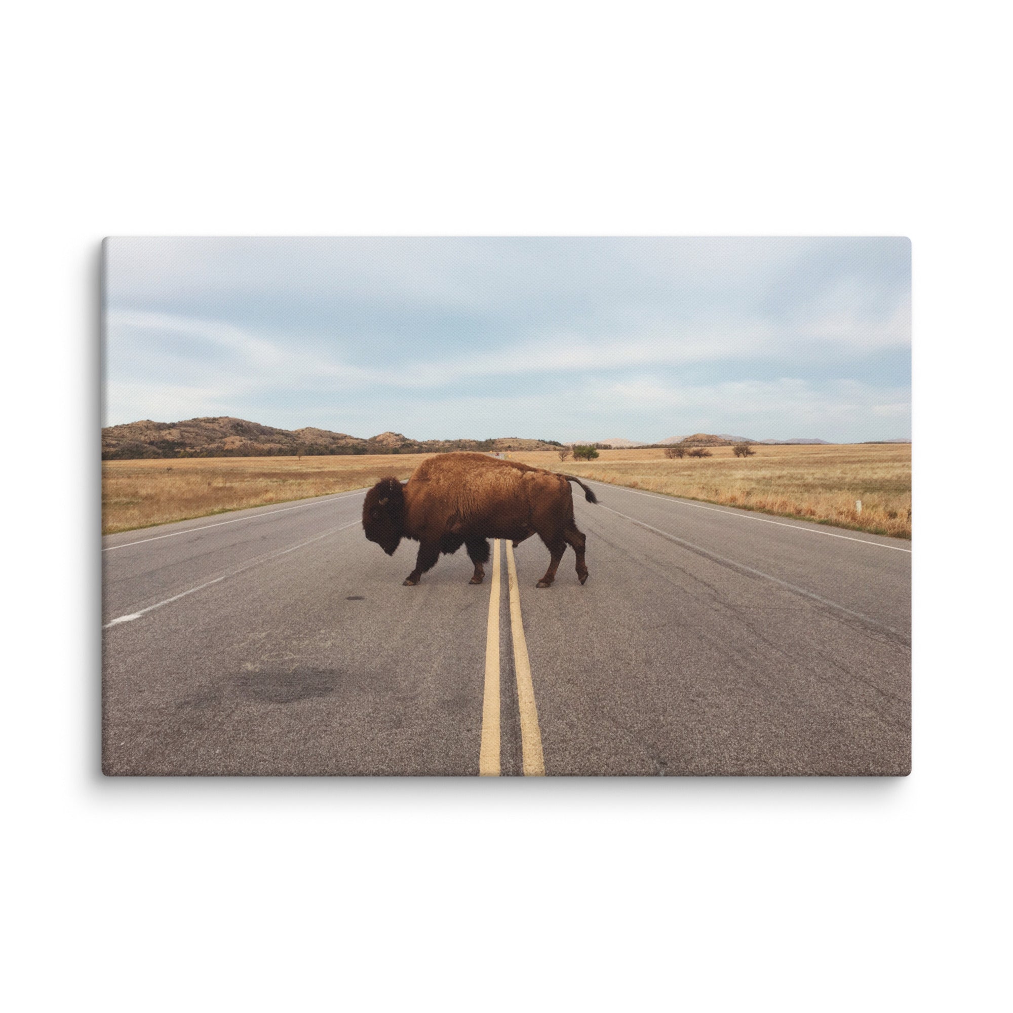 Bison Crossing Gallery Wrapped Canvas