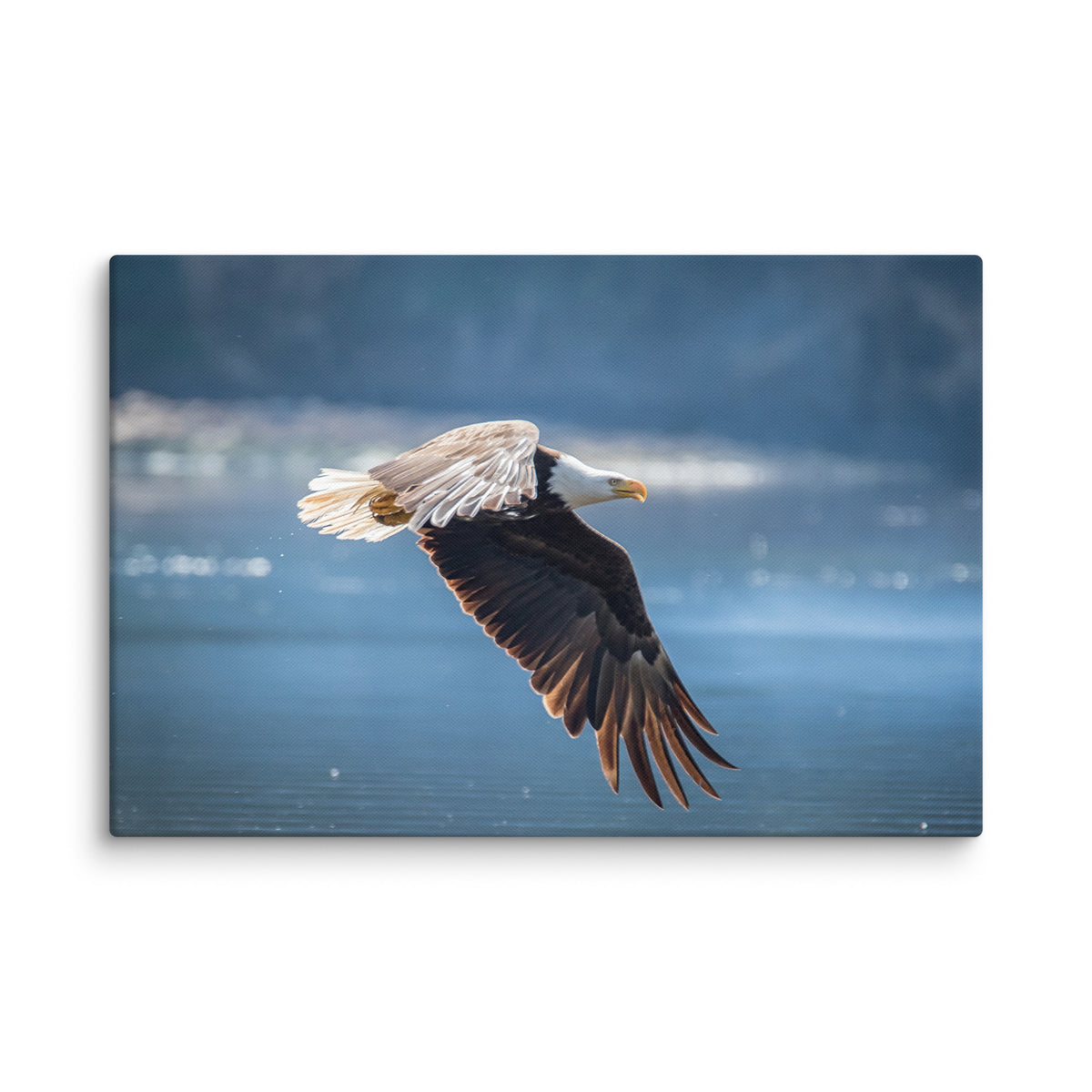 Bald Eagle Fishing Gallery Wrapped Canvas