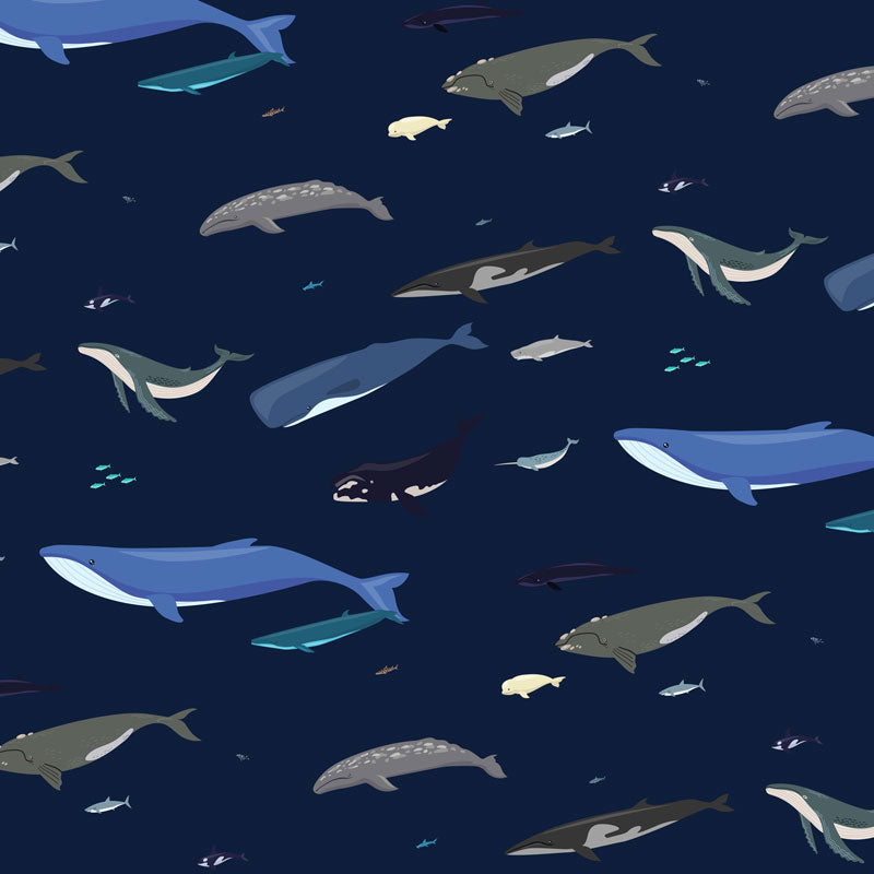 Whales Men's Swim Trunks