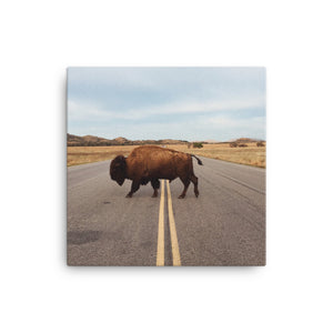 Bison Stretched Canvas Wall Art