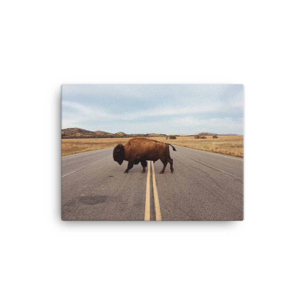 Bison Stretched Canvas Wall Art