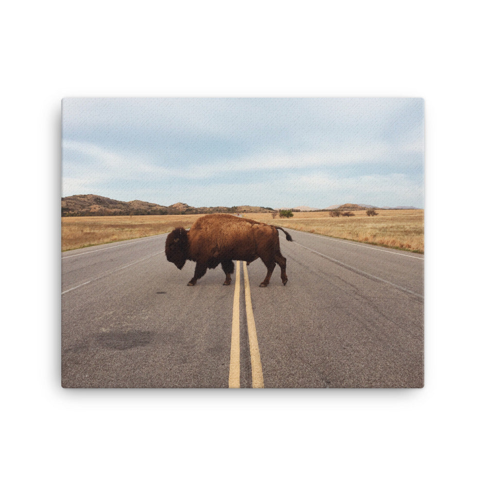 Bison Stretched Canvas Wall Art