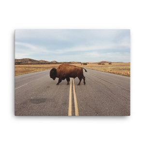 Bison Stretched Canvas Wall Art