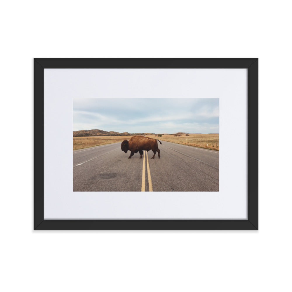 Bison Crossing Framed Art Print With Mat