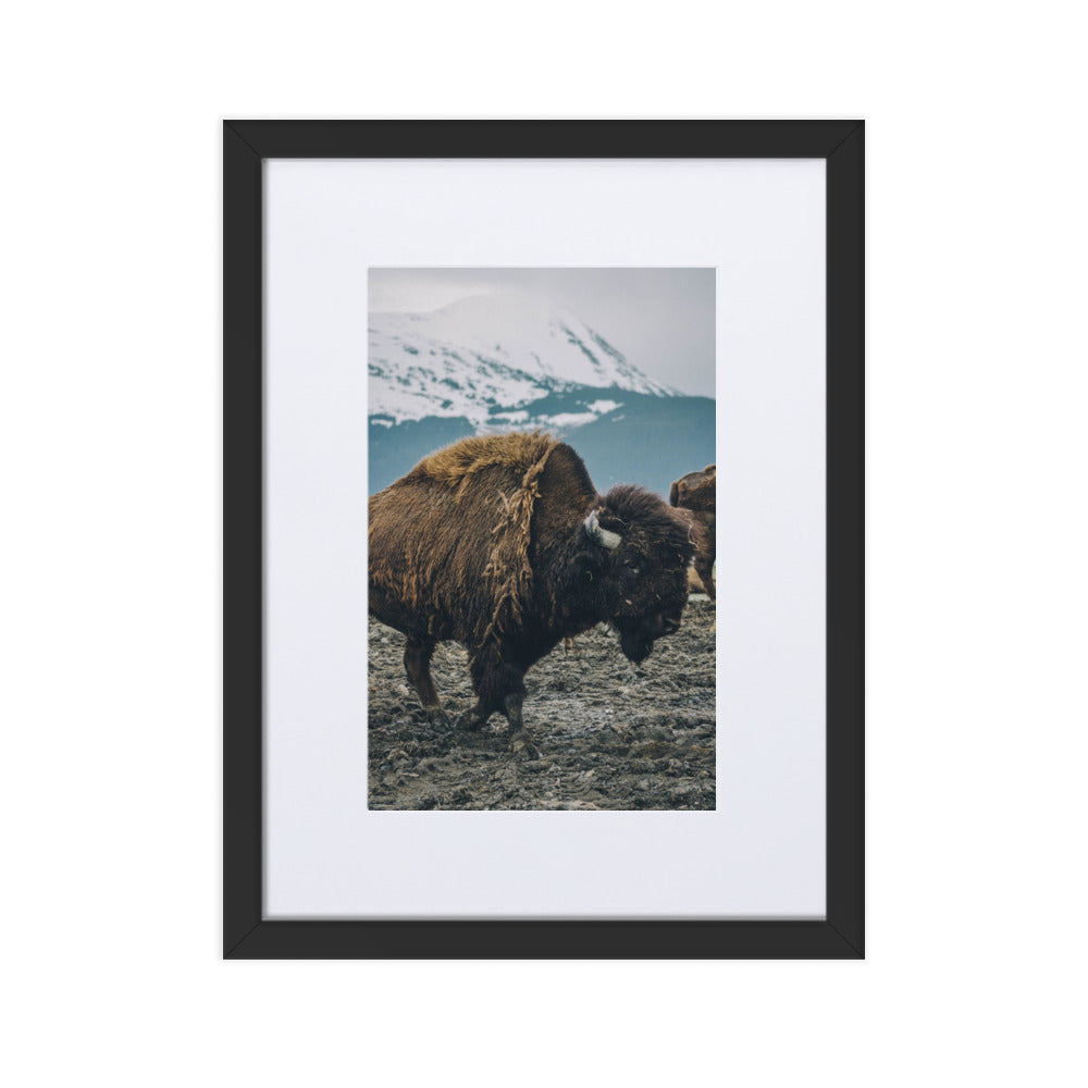 Mountain Bull Bison Wildlife Framed Art Print With Mat