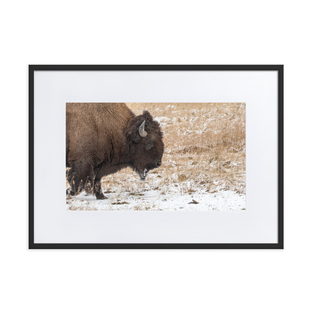 Bull Bison in Snow Framed Art Print With Mat