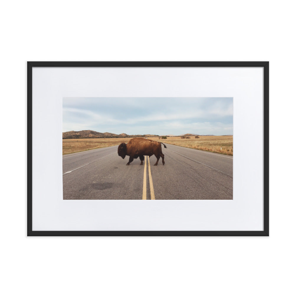 Bison Crossing Framed Art Print With Mat