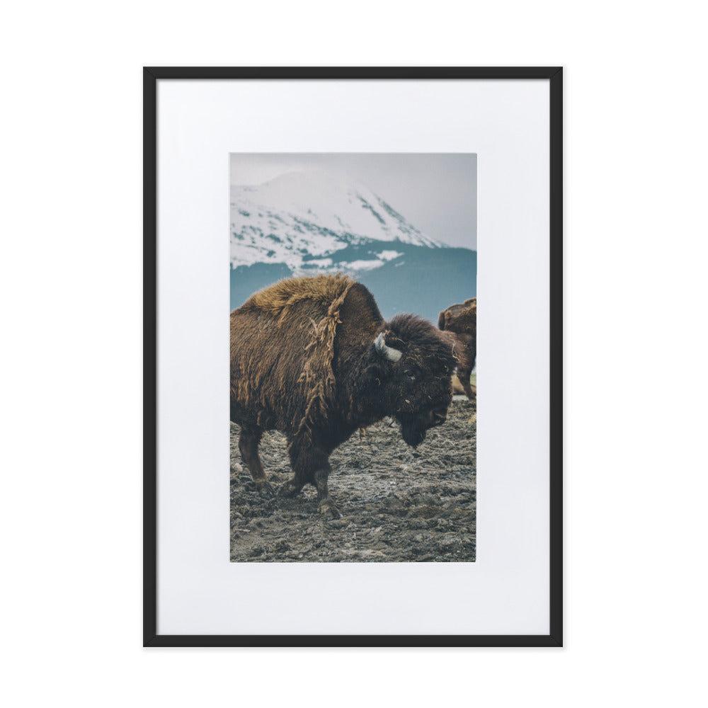 Mountain Bull Bison Wildlife Framed Art Print With Mat