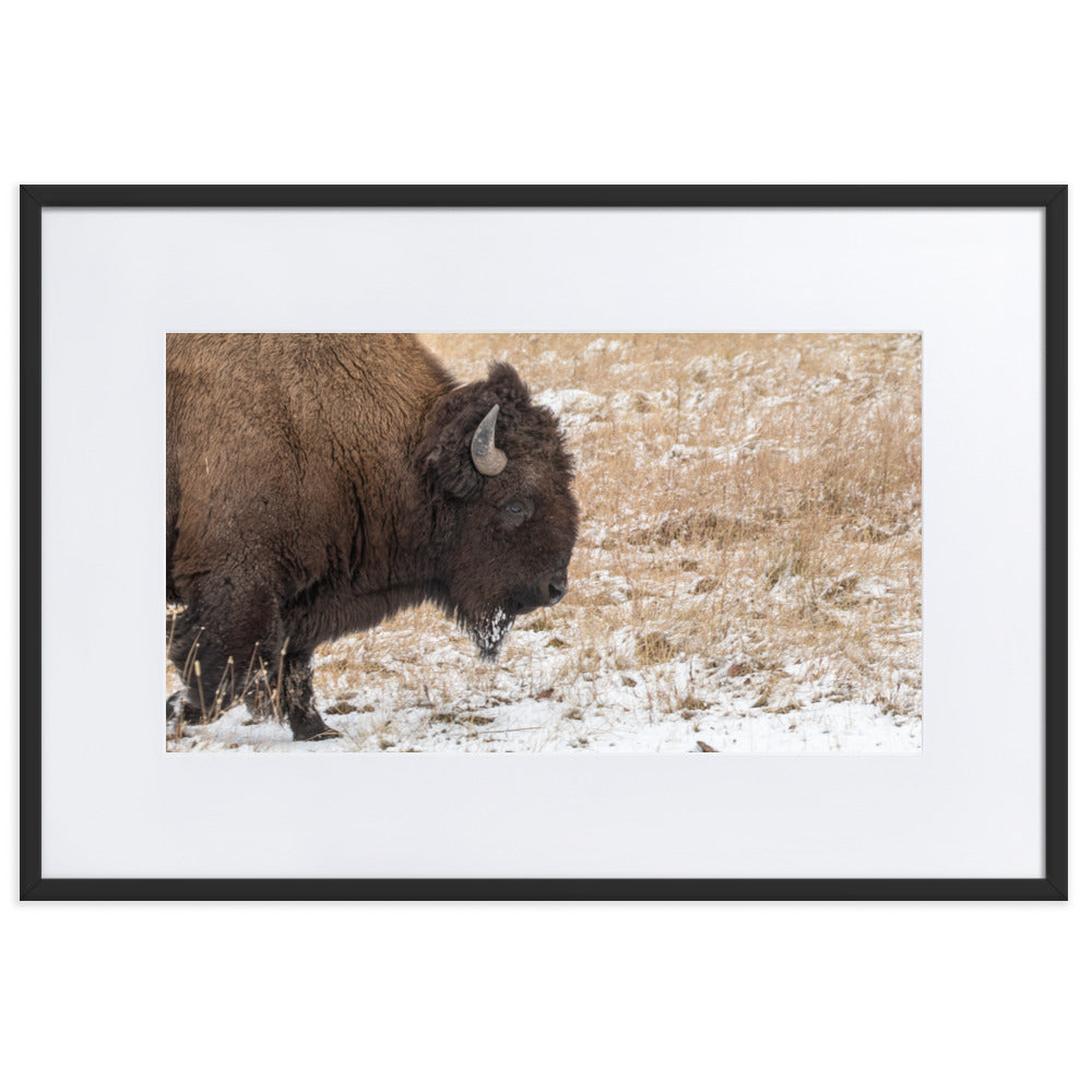 Bull Bison in Snow Framed Art Print With Mat