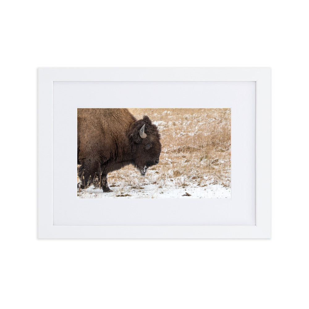 Bull Bison in Snow Framed Art Print With Mat
