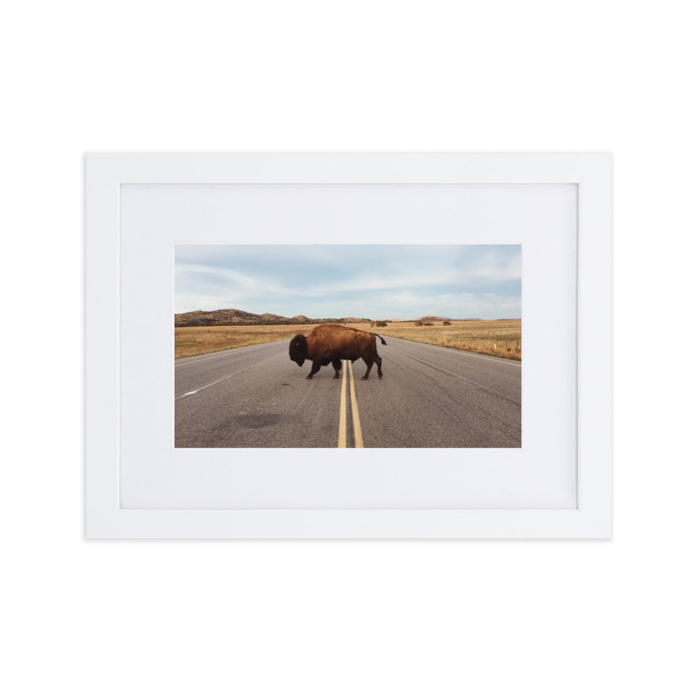 Bison Crossing Framed Art Print With Mat