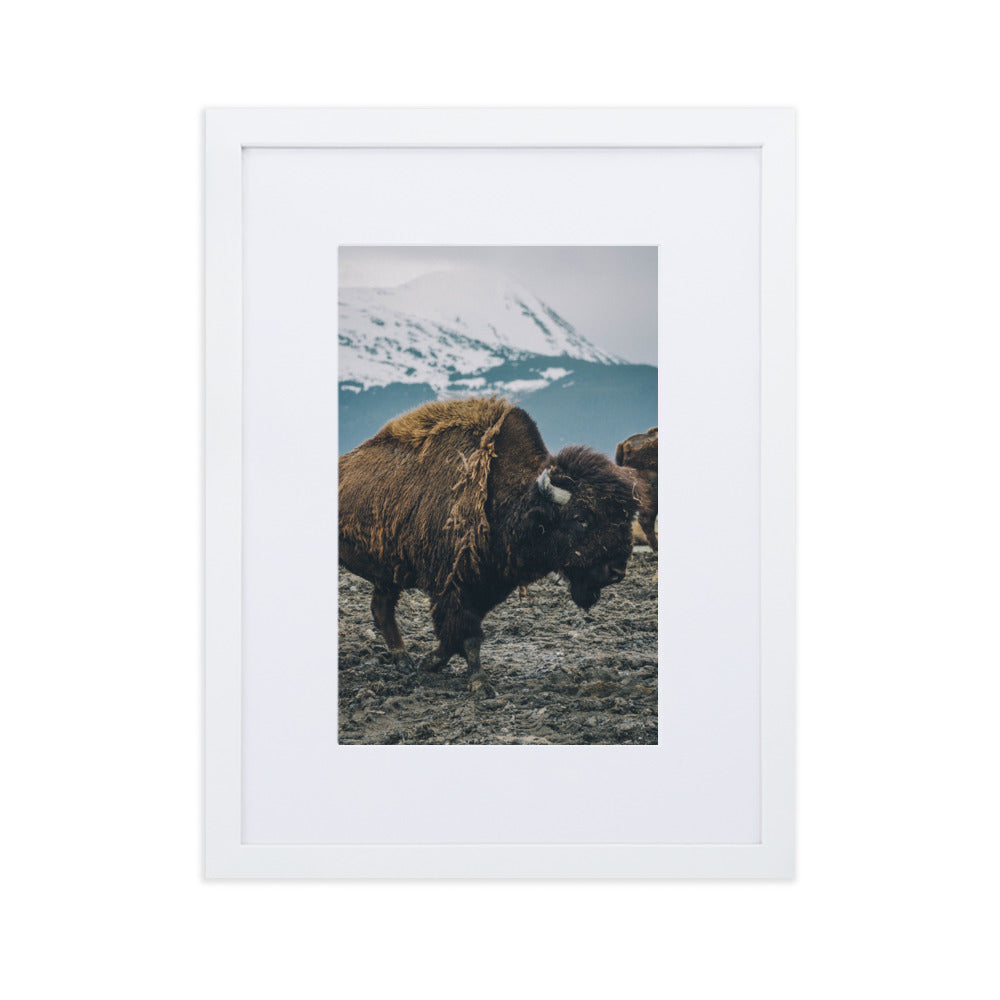 Mountain Bull Bison Wildlife Framed Art Print With Mat