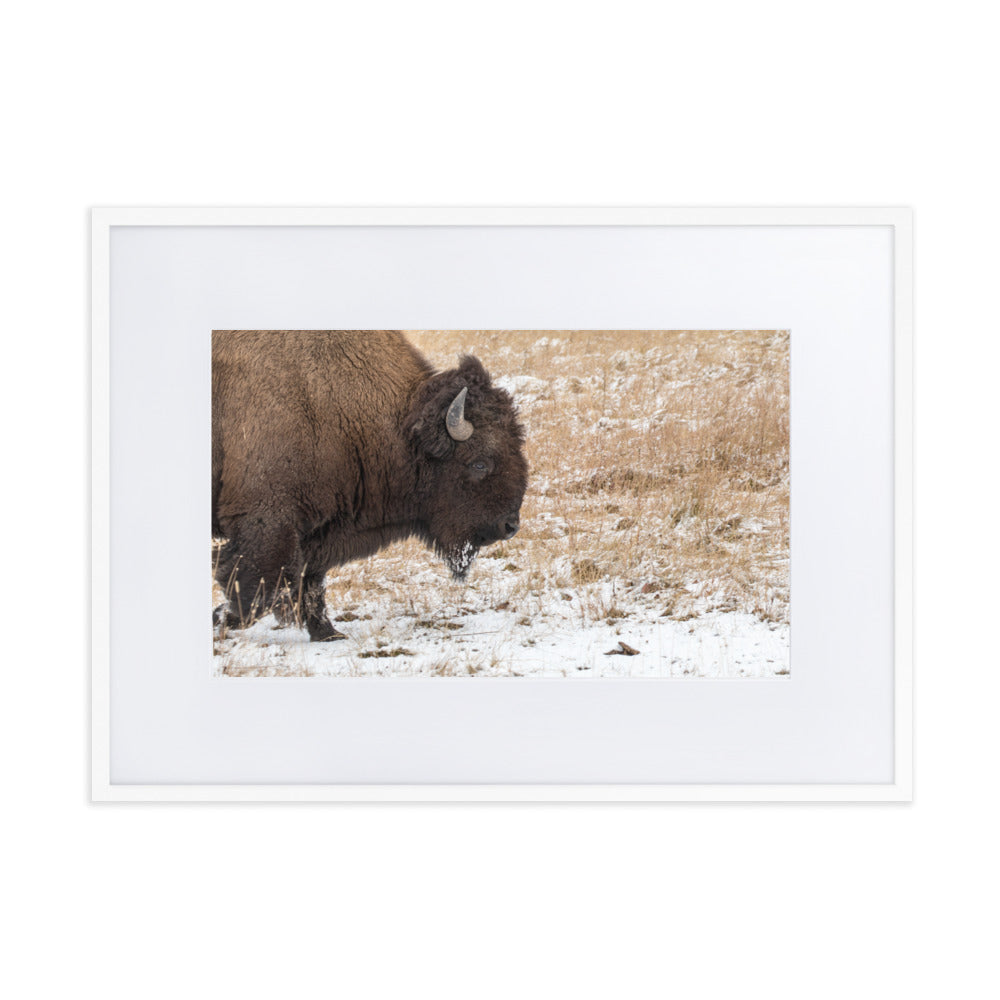 Bull Bison in Snow Framed Art Print With Mat