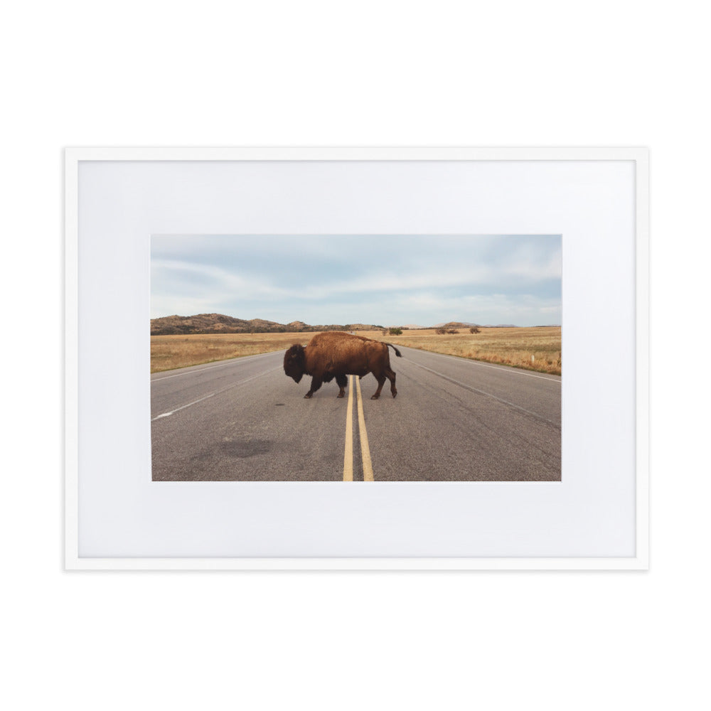 Bison Crossing Framed Art Print With Mat