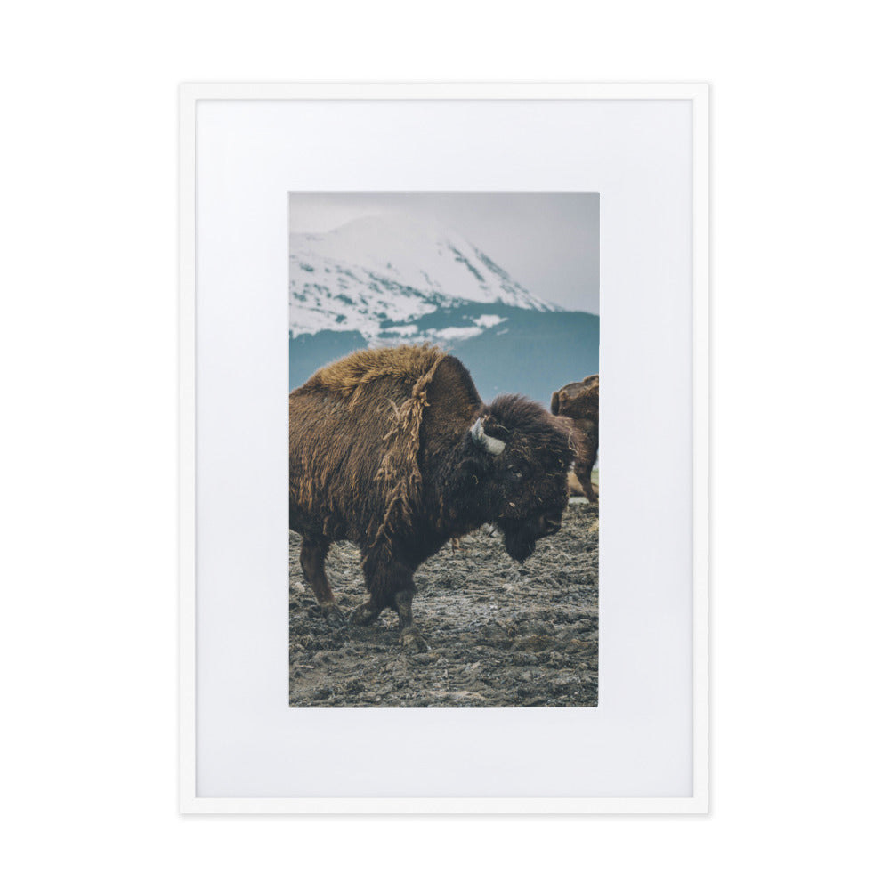 Mountain Bull Bison Wildlife Framed Art Print With Mat