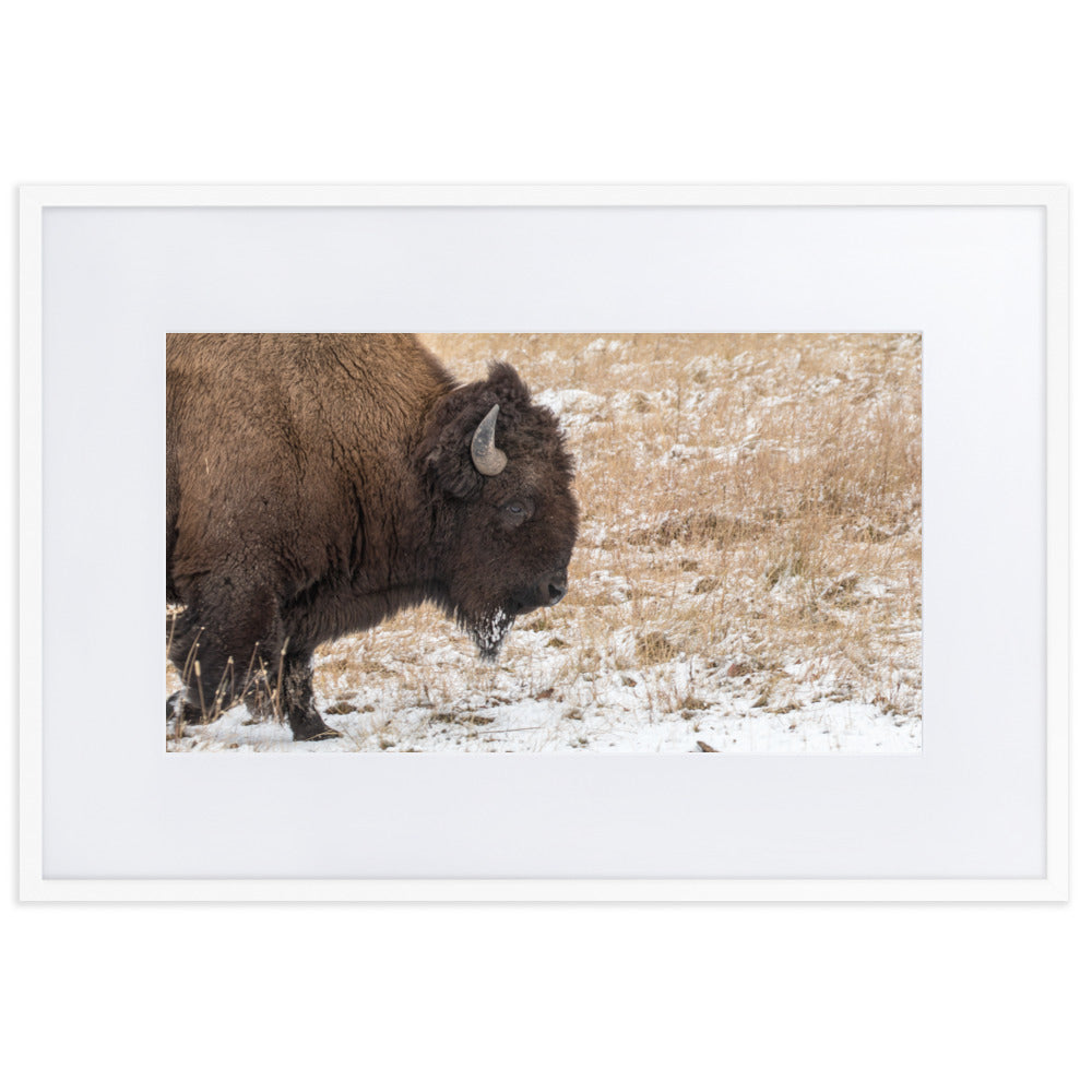 Bull Bison in Snow Framed Art Print With Mat