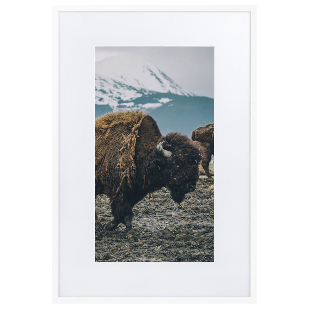 Mountain Bull Bison Wildlife Framed Art Print With Mat