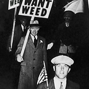 We Want Weed Poster